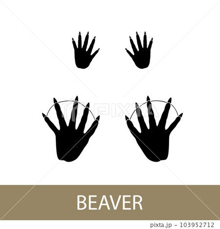 European beaver mammal trace European beaver mammal trace 103952712