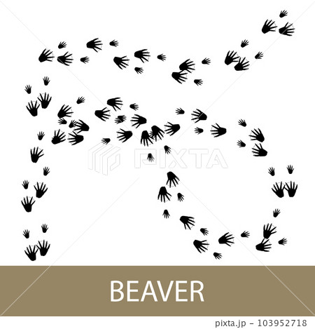 Animal footprints of the European beaver Animal footprints of the European beaver 103952718