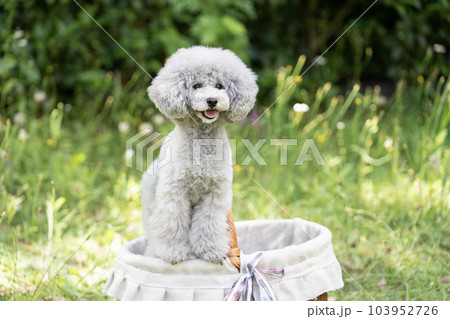 バスケットに入って微笑むトイプードルのアムル バスケットに入って微笑むトイプードルのアムル 103952726