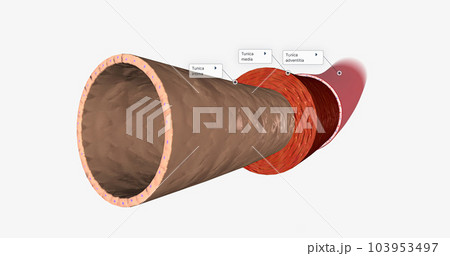 The endothelium is part of the tunica intima, the innermost layer of the artery wall. 103953497
