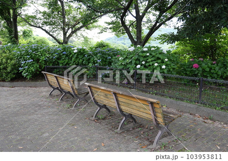 高塔山公園の綺麗なあじさい 103953811