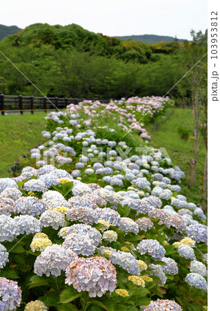 高塔山公園の綺麗なあじさい 高塔山公園の綺麗なあじさい 103953812