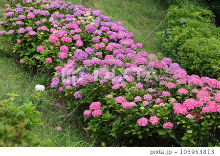 高塔山公園の綺麗なあじさい 高塔山公園の綺麗なあじさい 103953813