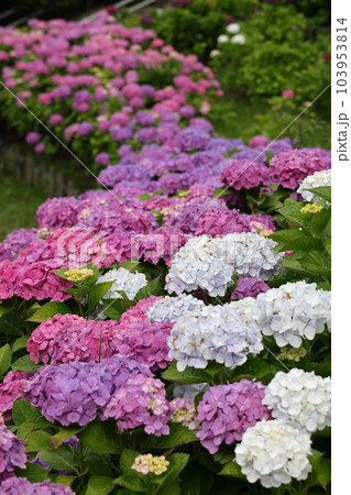 高塔山公園の綺麗なあじさい 高塔山公園の綺麗なあじさい 103953814