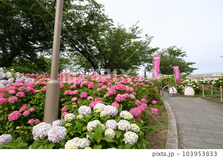 高塔山公園の綺麗なあじさい 高塔山公園の綺麗なあじさい 103953833