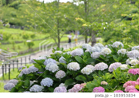高塔山公園の綺麗なあじさい 103953834