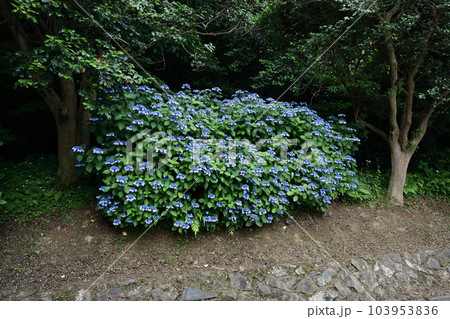 高塔山公園の綺麗なあじさい 103953836