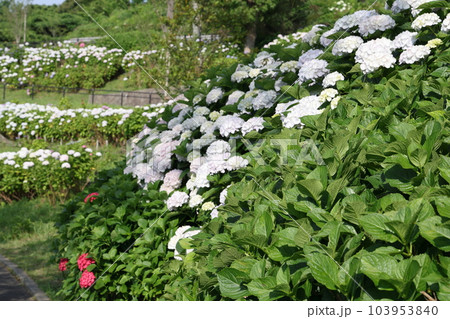 高塔山公園の綺麗なあじさい 高塔山公園の綺麗なあじさい 103953840