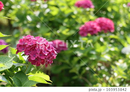 高塔山公園の綺麗なあじさい 高塔山公園の綺麗なあじさい 103953842