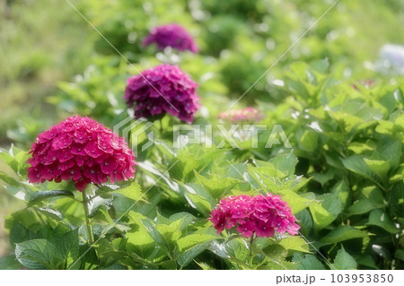 高塔山公園の綺麗なあじさい 103953850