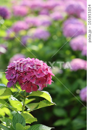 高塔山公園の綺麗なあじさい 103953854