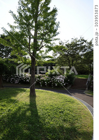 高塔山公園の綺麗なあじさい 103953873