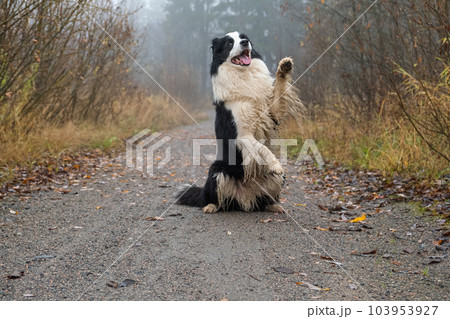 Pet activity. Cute puppy dog border collie jumping in autumn park outdoor. Pet dog on walking in foggy autumn fall day. Funny emotional dog. Hello Autumn cold weather concept 103953927