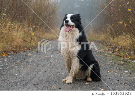 Pet activity. Cute puppy dog border collie sitting in autumn park forest outdoor. Pet dog on walking in foggy autumn fall day. Dog walking. Hello Autumn cold weather concept 103953928