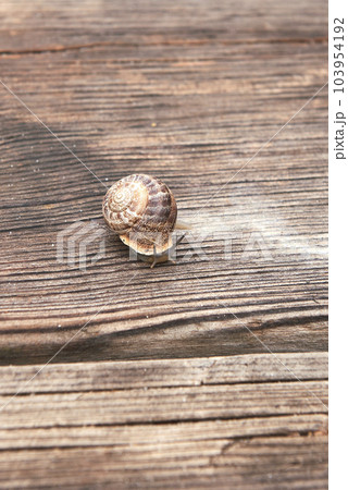 A snail on wooden board. out-of-focus background A snail on wooden board. out-of-focus background 103954192