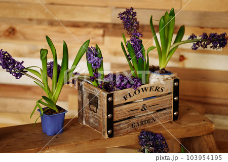 Seedling of hyacinth flowers in a box on a wooden box.  103954195