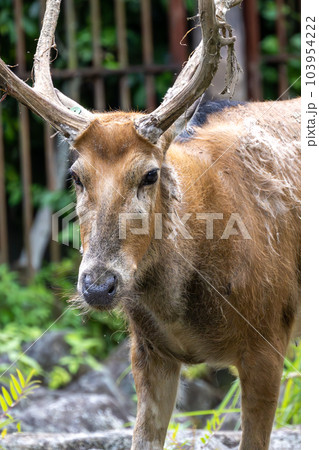シフゾウ 多摩動物公園より シフゾウ 多摩動物公園より 103954222