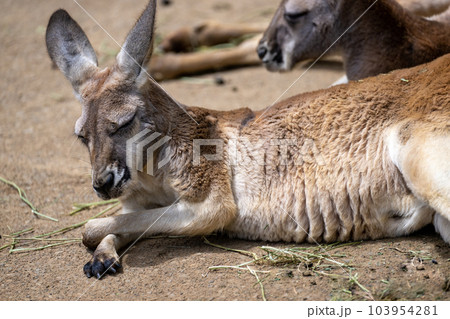 アカカンガルーの寝姿 多摩動物公園より アカカンガルーの寝姿 多摩動物公園より 103954281