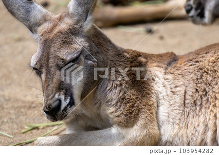 アカカンガルーの寝姿 多摩動物公園より アカカンガルーの寝姿 多摩動物公園より 103954282