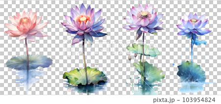 Watercolor painting in botanical style of lotus flowers clip art Watercolor painting in botanical style of lotus flowers clip art 103954824