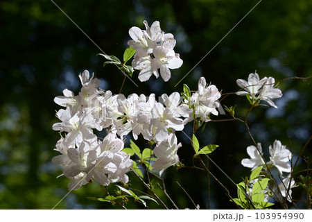 ヤマツツジ ヤマツツジ 103954990