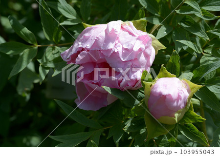 花遊 ボタン 花遊 ボタン 103955043