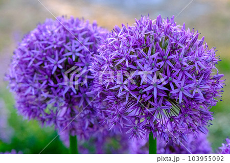 Allium hollandicum persian onion dutch garlic purple sensation rain flowering plant, ornamental flowers in bloom. a beautiful flower in the park 103955092