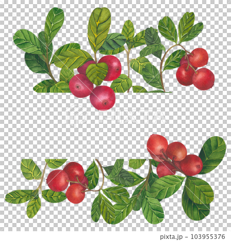 Wild red berries watercolor frame. Hand drawn botanical realistic cristmass illustration. Forest cranberry, cowberry branch isolated on white background for printing on fabric, postcards, invitations 103955376