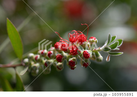 ブラシノキの蕾 103955891