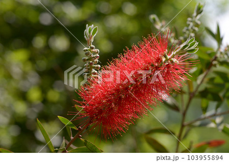 ブラシノキ 103955894