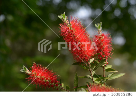 ブラシノキ 103955896