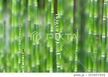 トクサの新芽 103955926