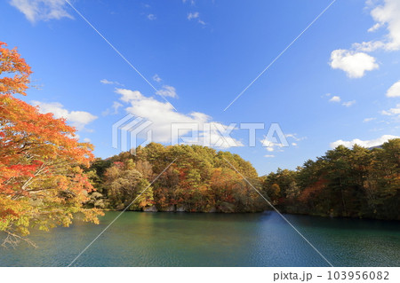 紅葉の時期の毘沙門沼(五色沼湖沼群 福島県 北塩原村 裏磐梯) 紅葉の時期の毘沙門沼(五色沼湖沼群 福島県 北塩原村 裏磐梯) 103956082