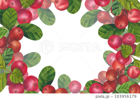 Wild red berries watercolor frame. Hand drawn botanical realistic illustration. Forest cranberry, cowberry branch isolated on white background.Great for printing on fabric, postcards, invitations Wild red berries watercolor frame. Hand drawn botanical realistic illustration. Forest cranberry, cowberry branch isolated on white background.Great for printing on fabric, postcards, invitations 103956179
