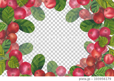 Wild red berries watercolor frame. Hand drawn botanical realistic illustration. Forest cranberry, cowberry branch isolated on white background.Great for printing on fabric, postcards, invitations 103956179