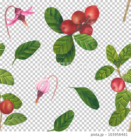Seamless pattern with Cowberry red berries Vaccinium vitis-idaea, lingonberry, mountain cranberry. Watercolor hand drawn painting illustration isolated on white background. 103956481