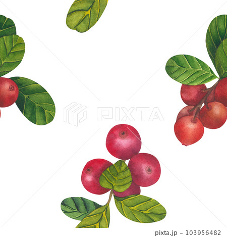 Seamless pattern with Cowberry red berries Vaccinium vitis-idaea, lingonberry, mountain cranberry. Watercolor hand drawn painting illustration isolated on white background. 103956482