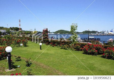 海を望む公園 薔薇の公園 ヴェルニー公園 海を望む公園 薔薇の公園 ヴェルニー公園 103956621
