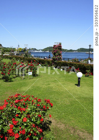 海を望む公園　薔薇の公園　ヴェルニー公園 103956622