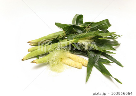 白背景のベビーコーン 103956664