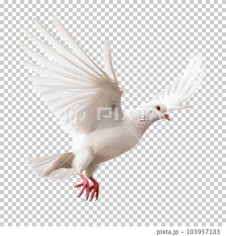 White pigeon flying isolated. Illustration AI Generative White pigeon flying isolated. Illustration AI Generative 103957183