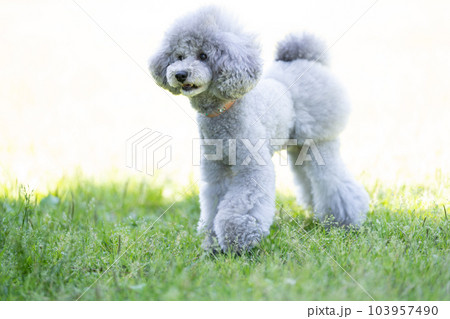 トイプードル 103957490