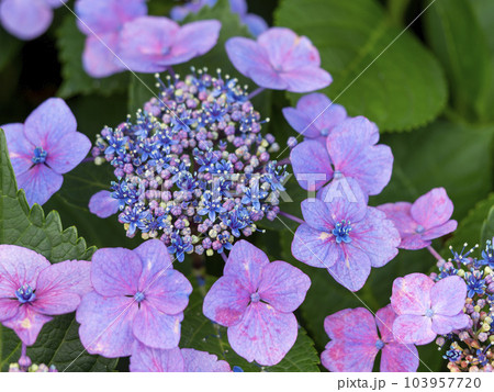 小さな花が咲く紫色のガクアジサイ 103957720
