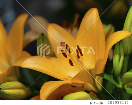 オレンジ色の鮮やかな百合の花 オレンジ色の鮮やかな百合の花 103958113