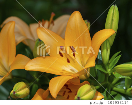 オレンジ色の鮮やかな百合の花 オレンジ色の鮮やかな百合の花 103958114