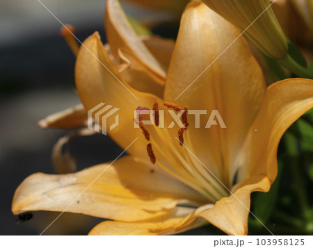 オレンジ色の鮮やかな百合の花 オレンジ色の鮮やかな百合の花 103958125