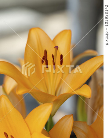 オレンジ色の鮮やかな百合の花 オレンジ色の鮮やかな百合の花 103958142