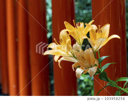 オレンジ色の鮮やかな百合の花と神社の鳥居 103958258
