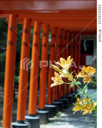 オレンジ色の鮮やかな百合の花と神社の鳥居 オレンジ色の鮮やかな百合の花と神社の鳥居 103958262