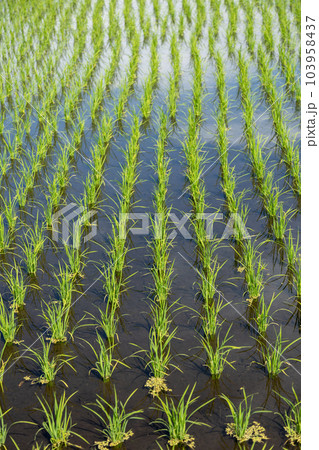 田植えをした水田 103958437
